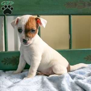 Posey, Jack-A-Ranian Puppy